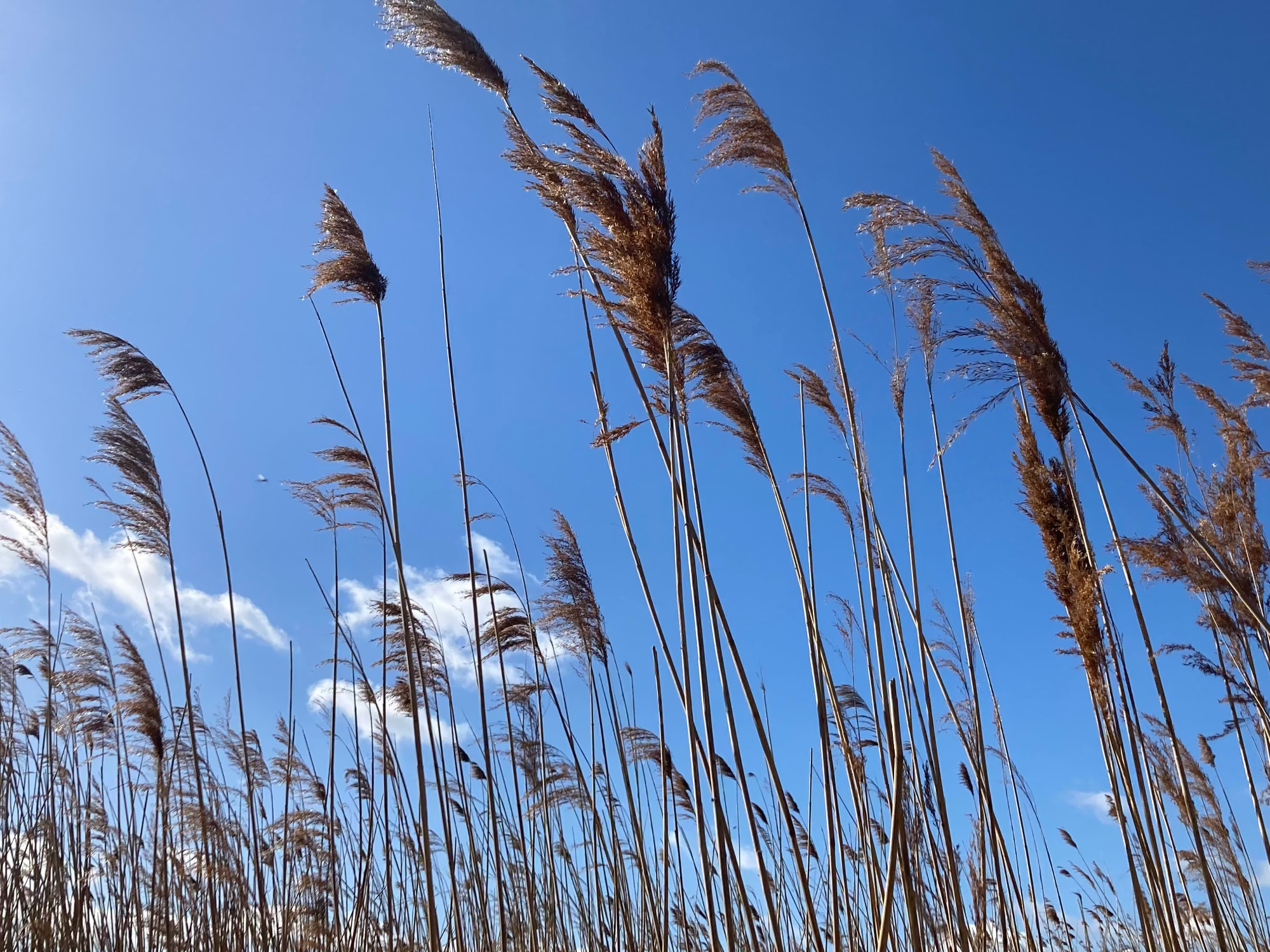 Tall reeds against a clear blue sky