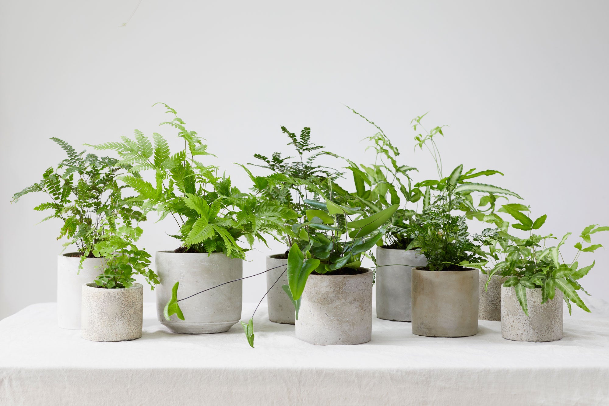 Green ferns in concrete pots against a white background