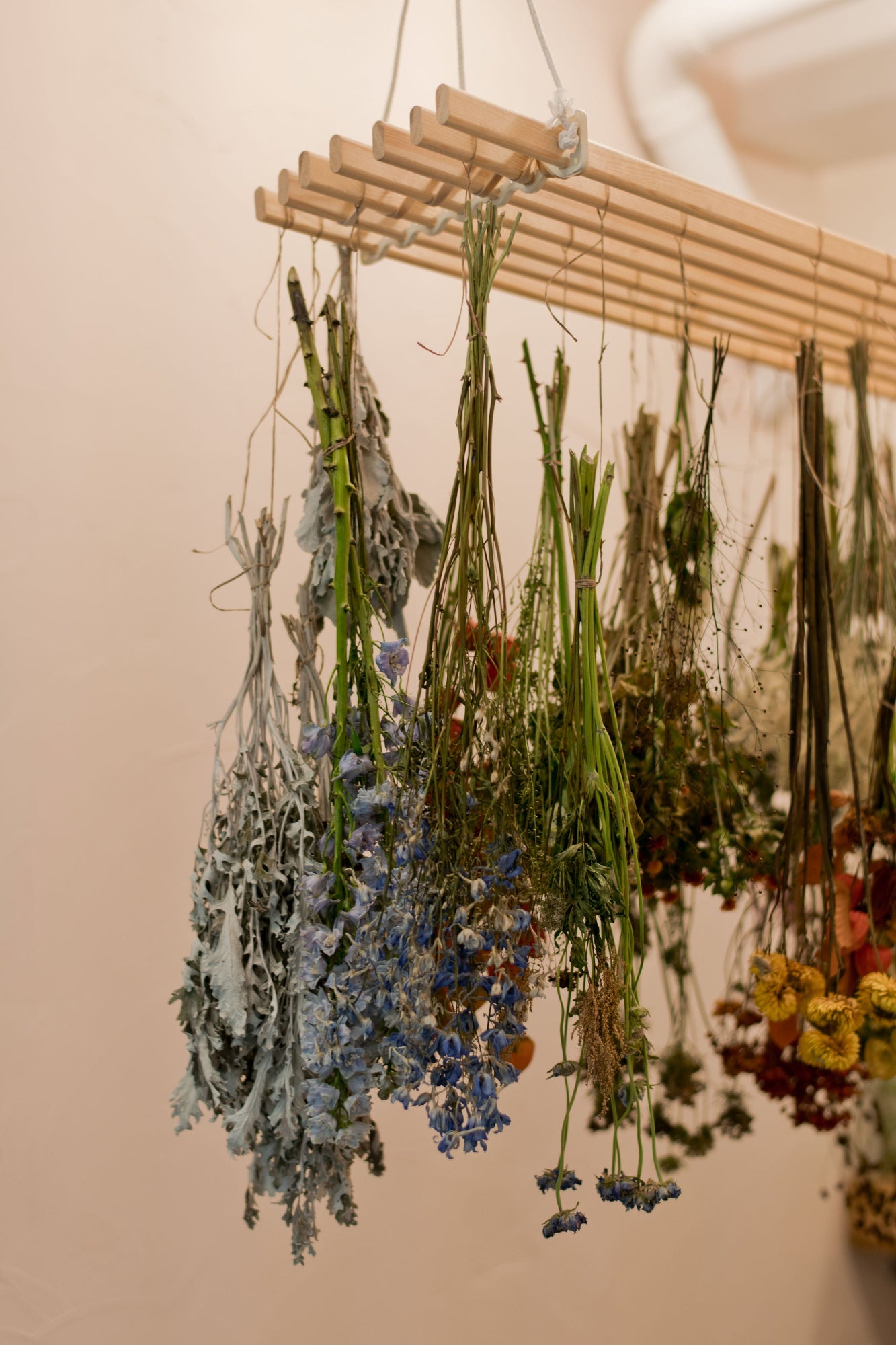 Dried flowers and herbs hanging on a wooden rack against a neutral background