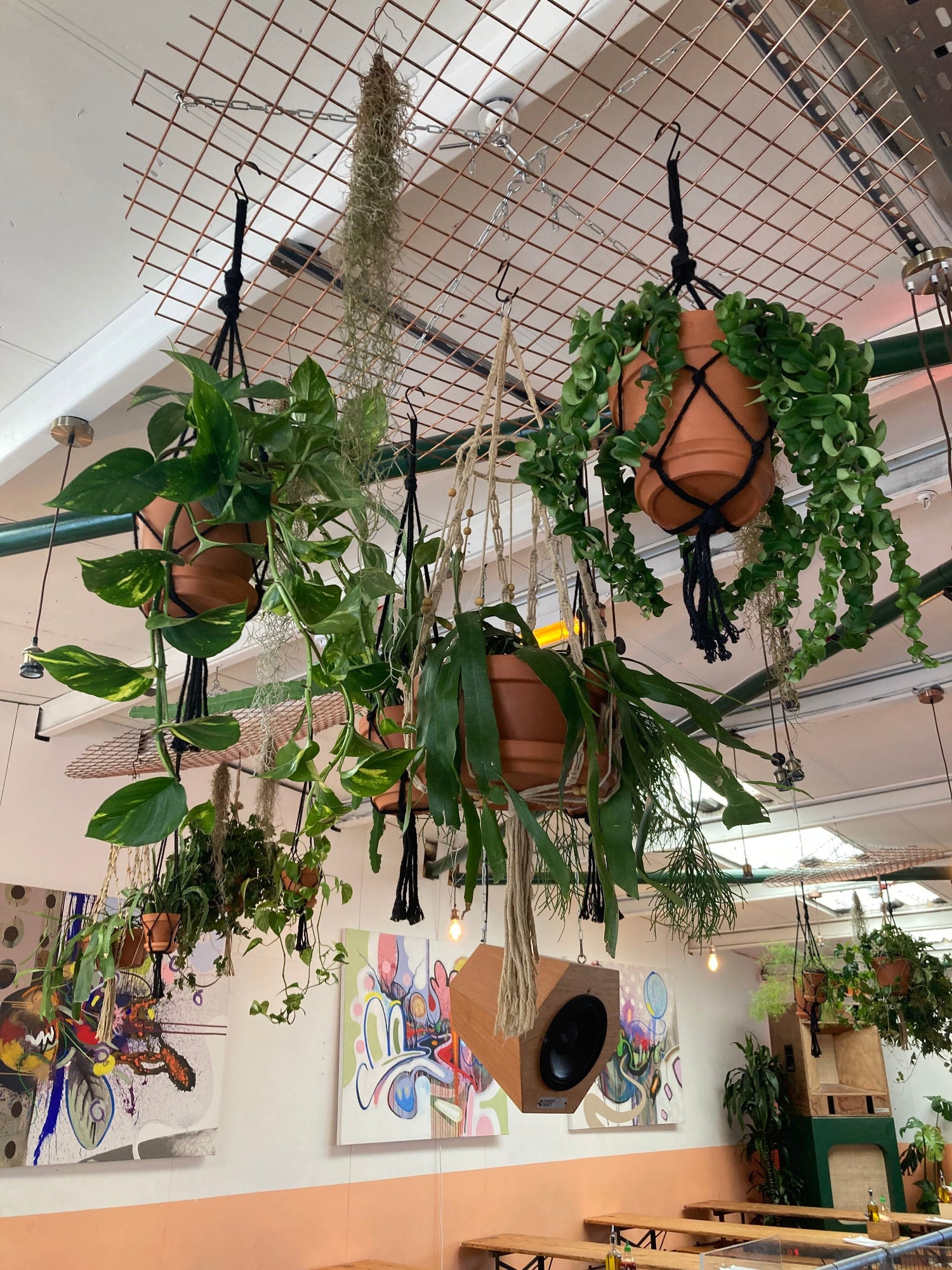Hanging plants in macrame on wire mesh frame in a room with colourful artwork on the walls.