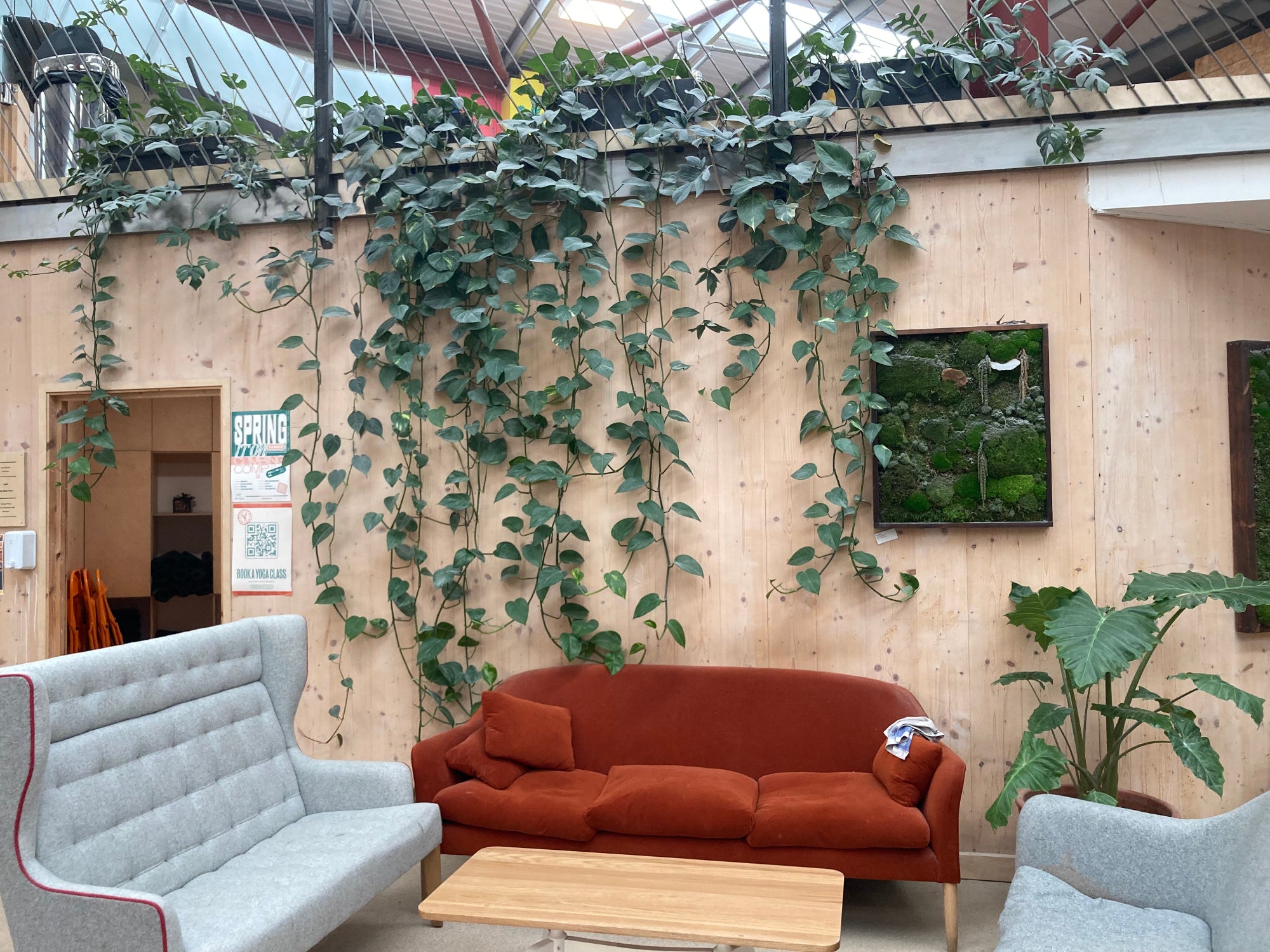 Large hanging plant on a pale wood wall. sofas are underneath with a coffee table and large leafed plant in a pot nearby