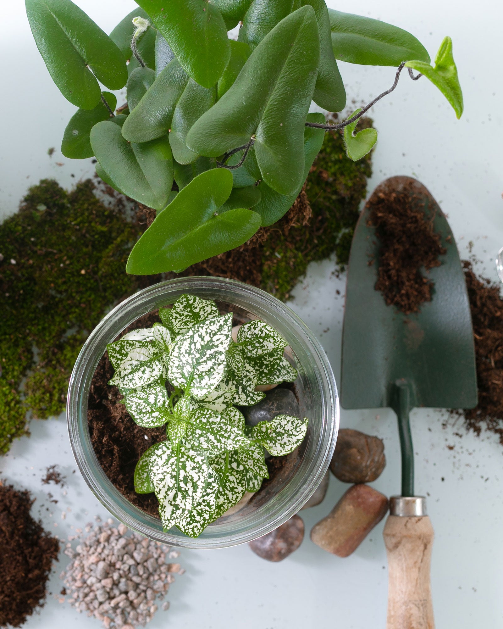 plants, soils moss and a trowl are seen from a birds eye view on a white surface. A plant is being repotted