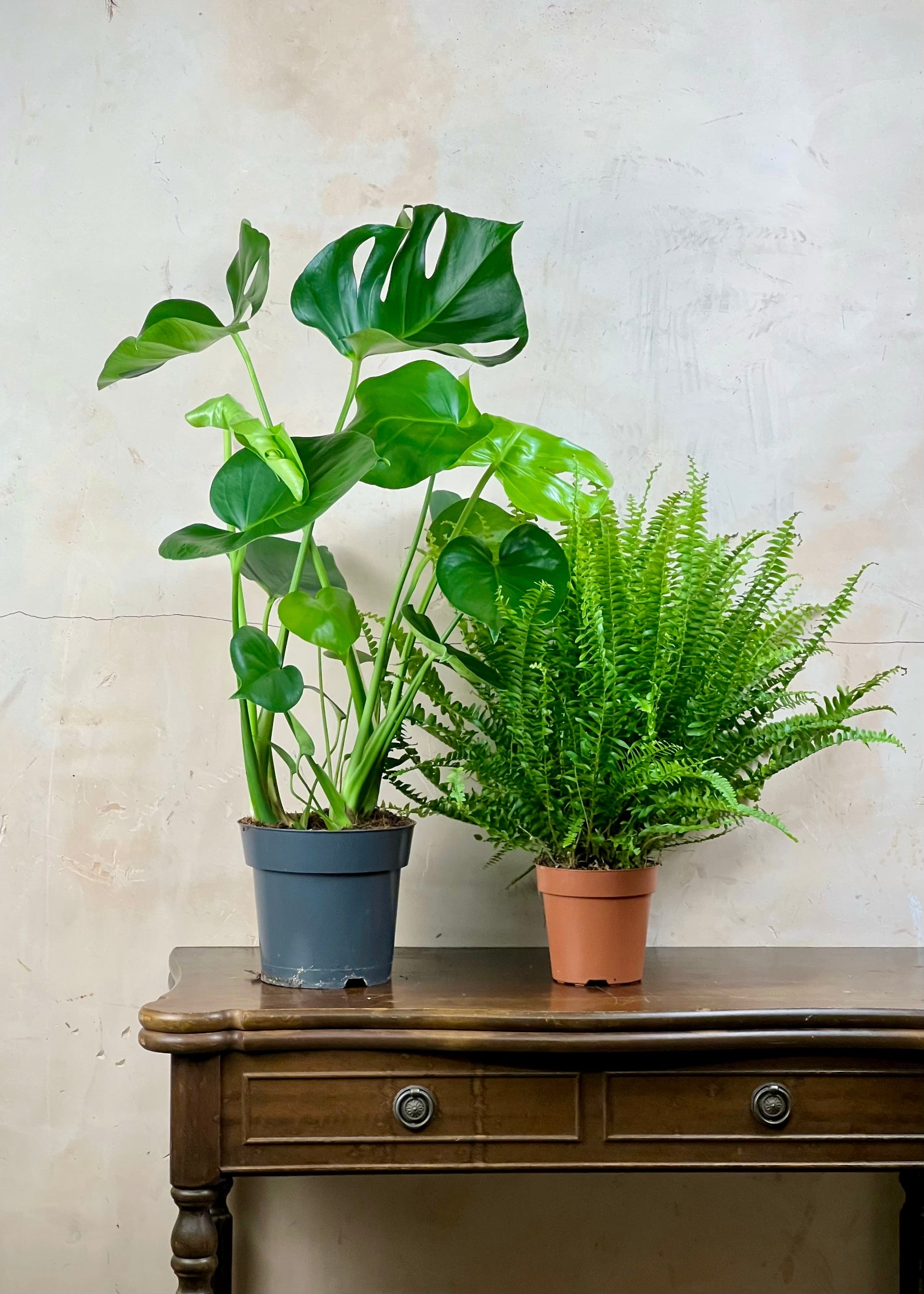 Two potted green houseplants displayed on a dark wooden console table against a textured light beige wall. The larger plant on the left has large heart-shaped green leaves in a dark gray-blue pot, and the smaller fern on the right has fine feathery green leaves in a terracotta pot.