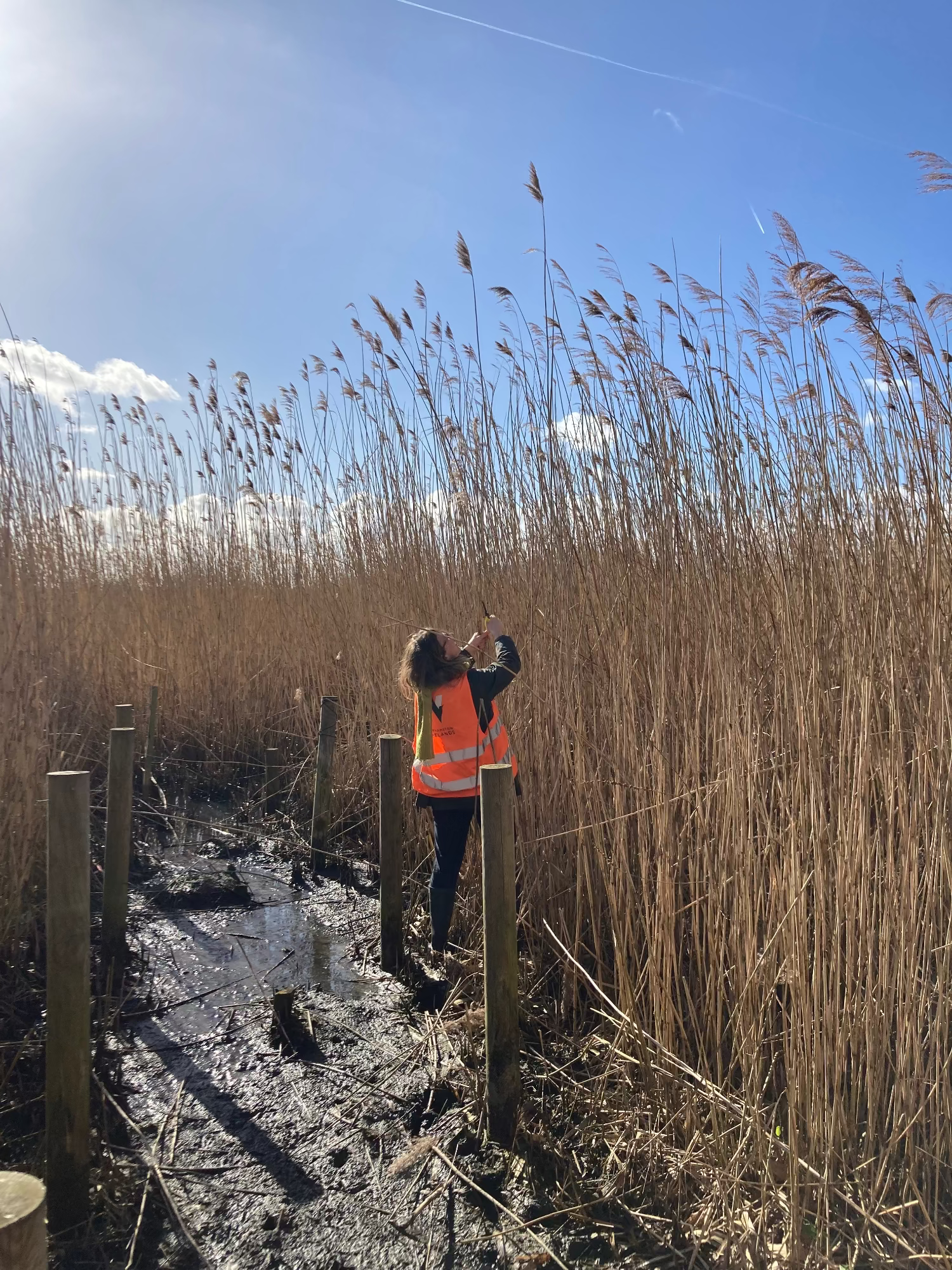 Florist in an orange safety vest standing among tall reeds on a sunny day.