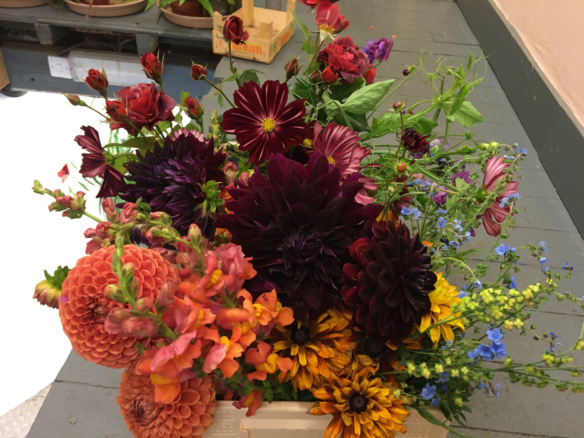 Bucket of colourful flowers in a flower farm bucket. burgundy  and orange dahlia with roses, cosmos and snapdragons