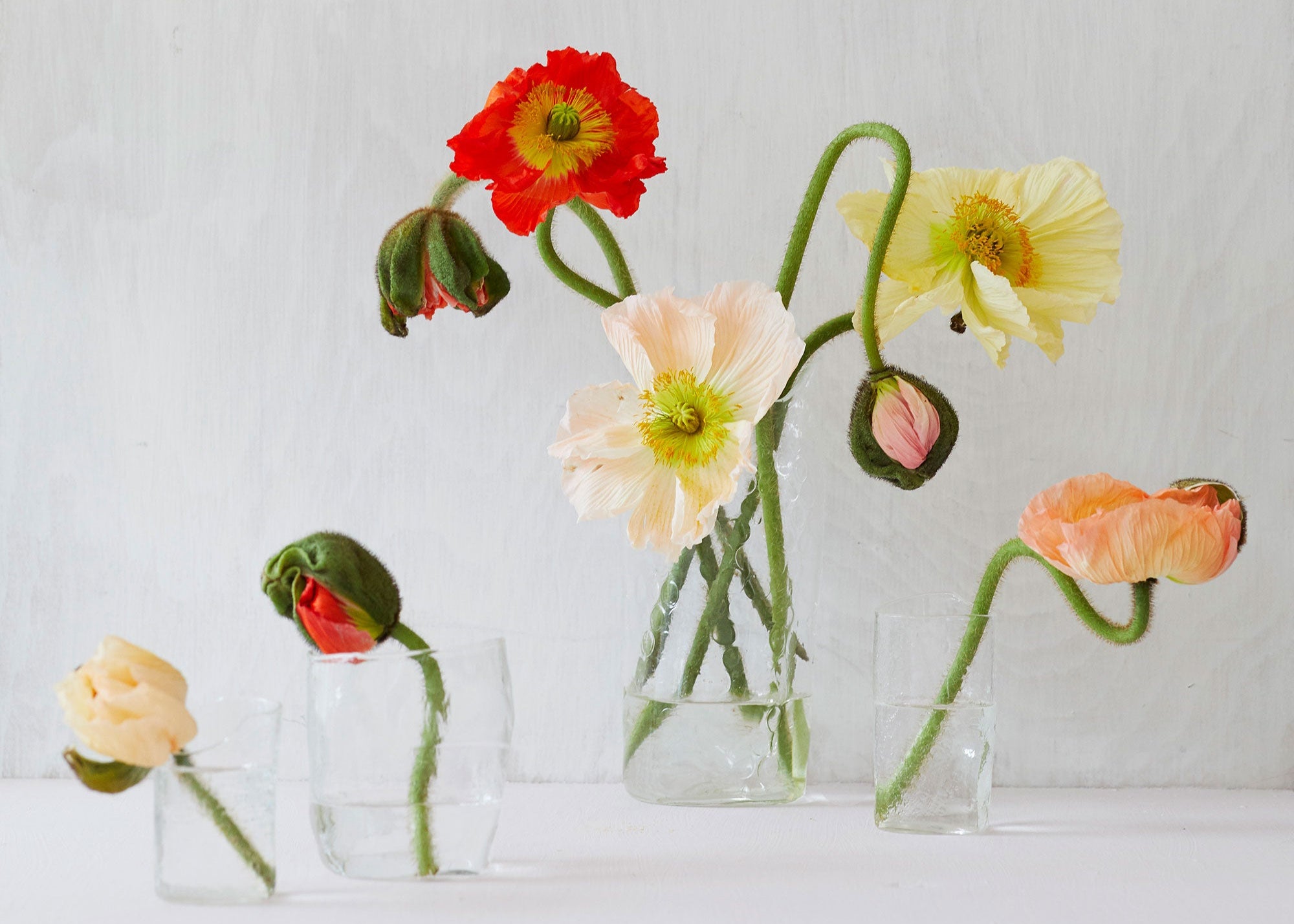 Icelandic poppy flowers styled in glass vases on a white background