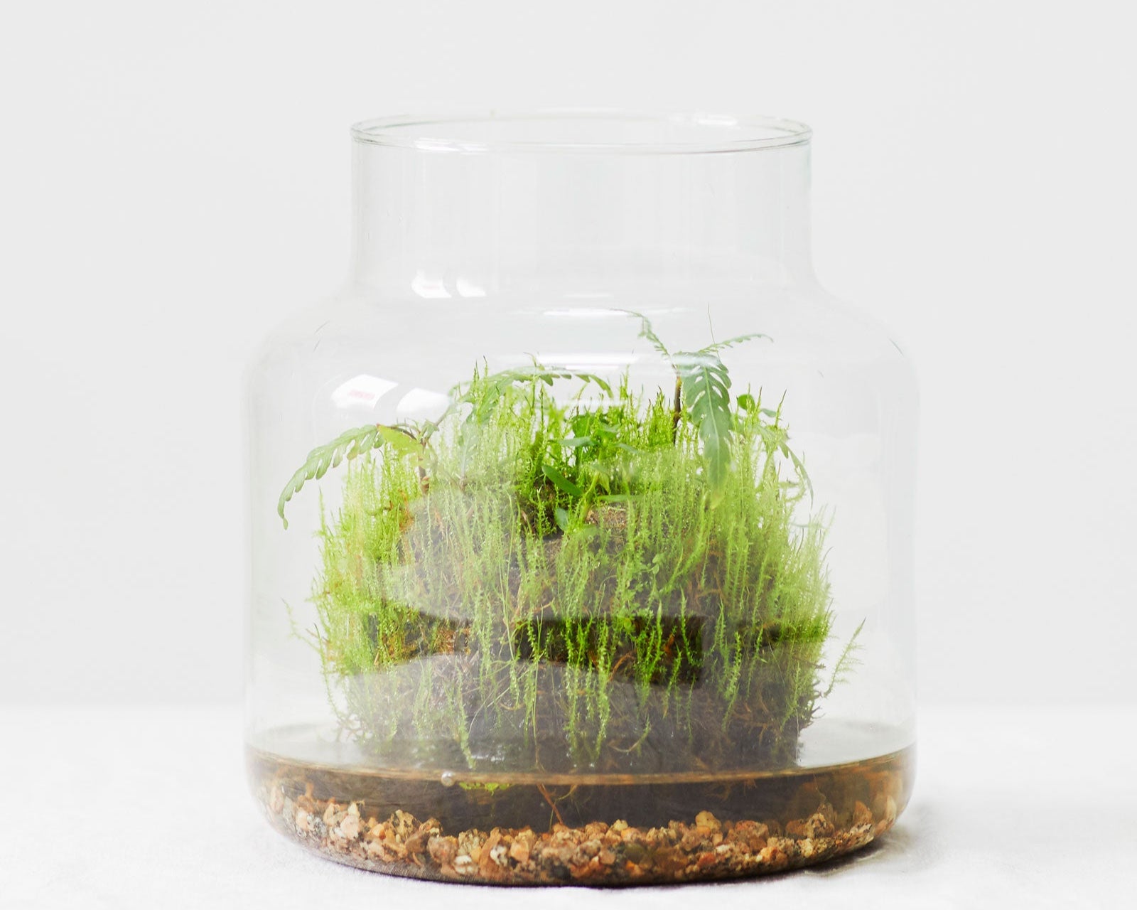 Glass terrarium with green aquatic plants on a white background