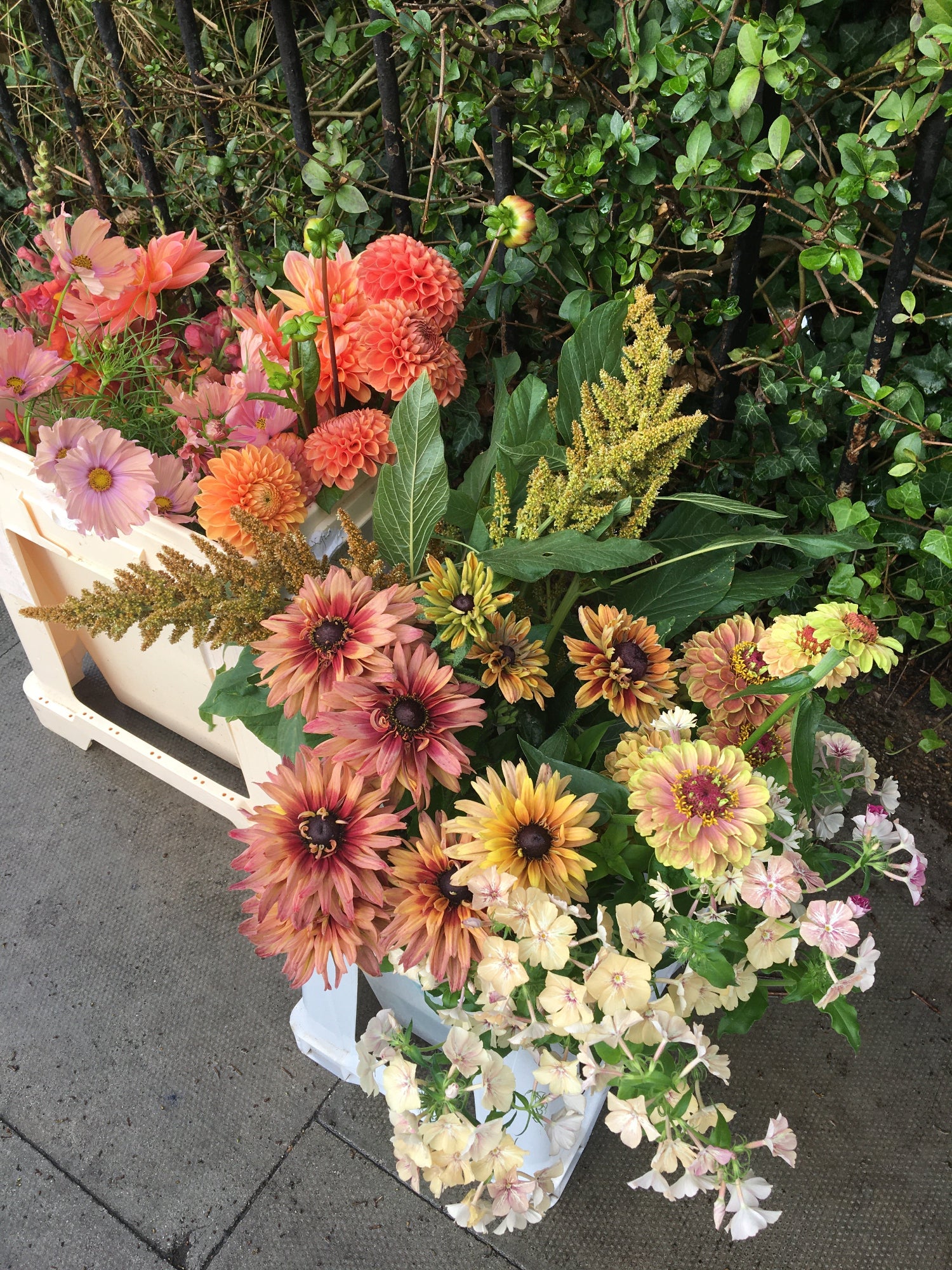 buckets of flowers from flower farm, British grown sunflowers, dahlia, zinnia, phlox and amaranthus