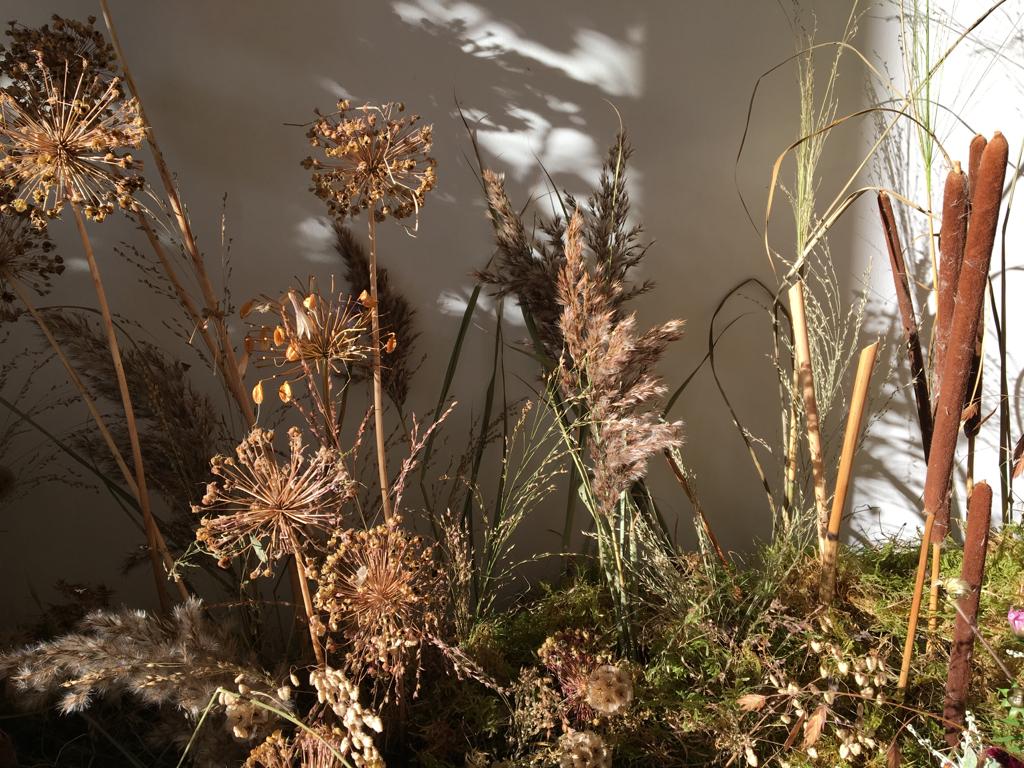 Dried plants and flowers with a neutral background