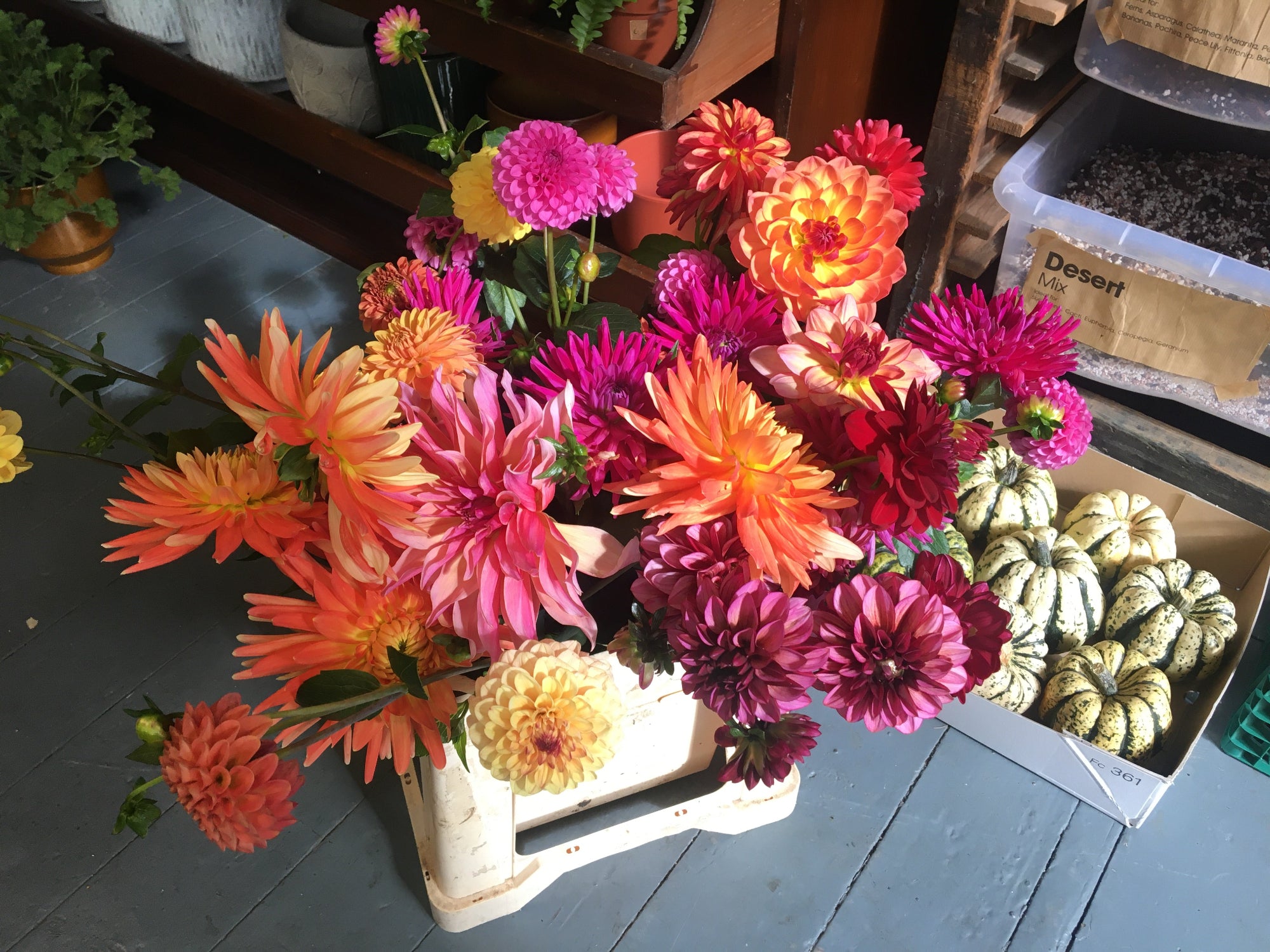 Bouquet of colourful flowers on a wooden surface with a box of mini pumpkins. Vibrant orange and pink dahlia of different sizes