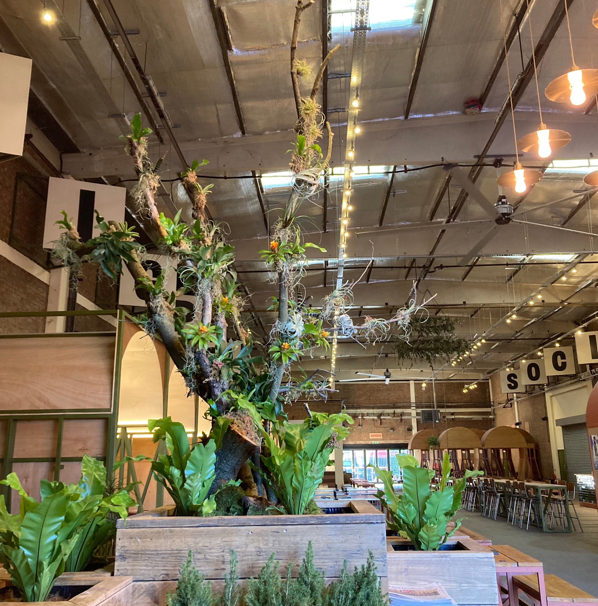 Indoor setting high ceilings and a dining area in the background. Foreground has large planter with a tree full og attached bromeliads and ferns