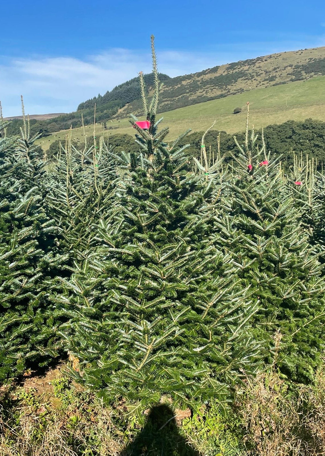 Row of Christmas trees with red tags in a field under a blue sky.