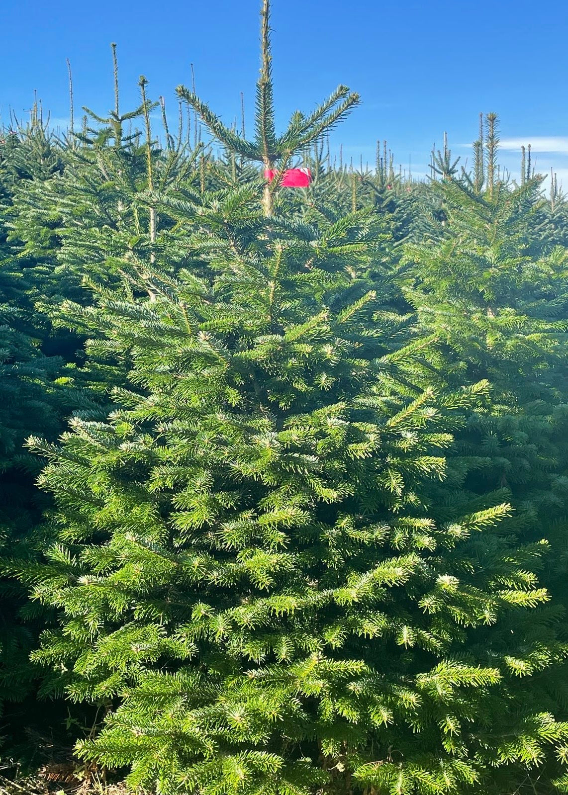 Green Christmas tree with a red tag in a field of trees