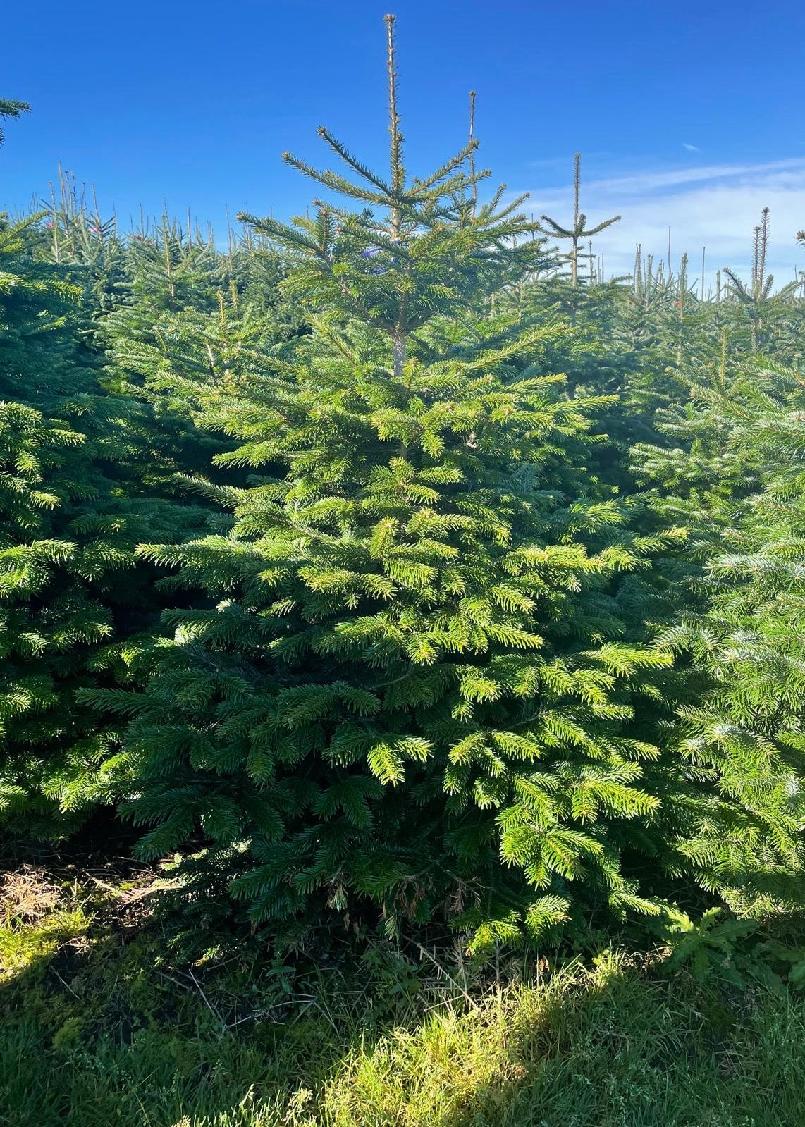Tall evergreen tree in a field with clear blue sky