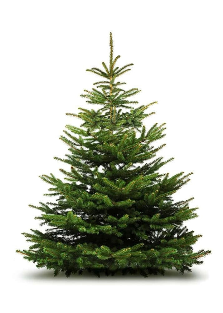 Nordmaan's Fir British Green Christmas tree on a white background