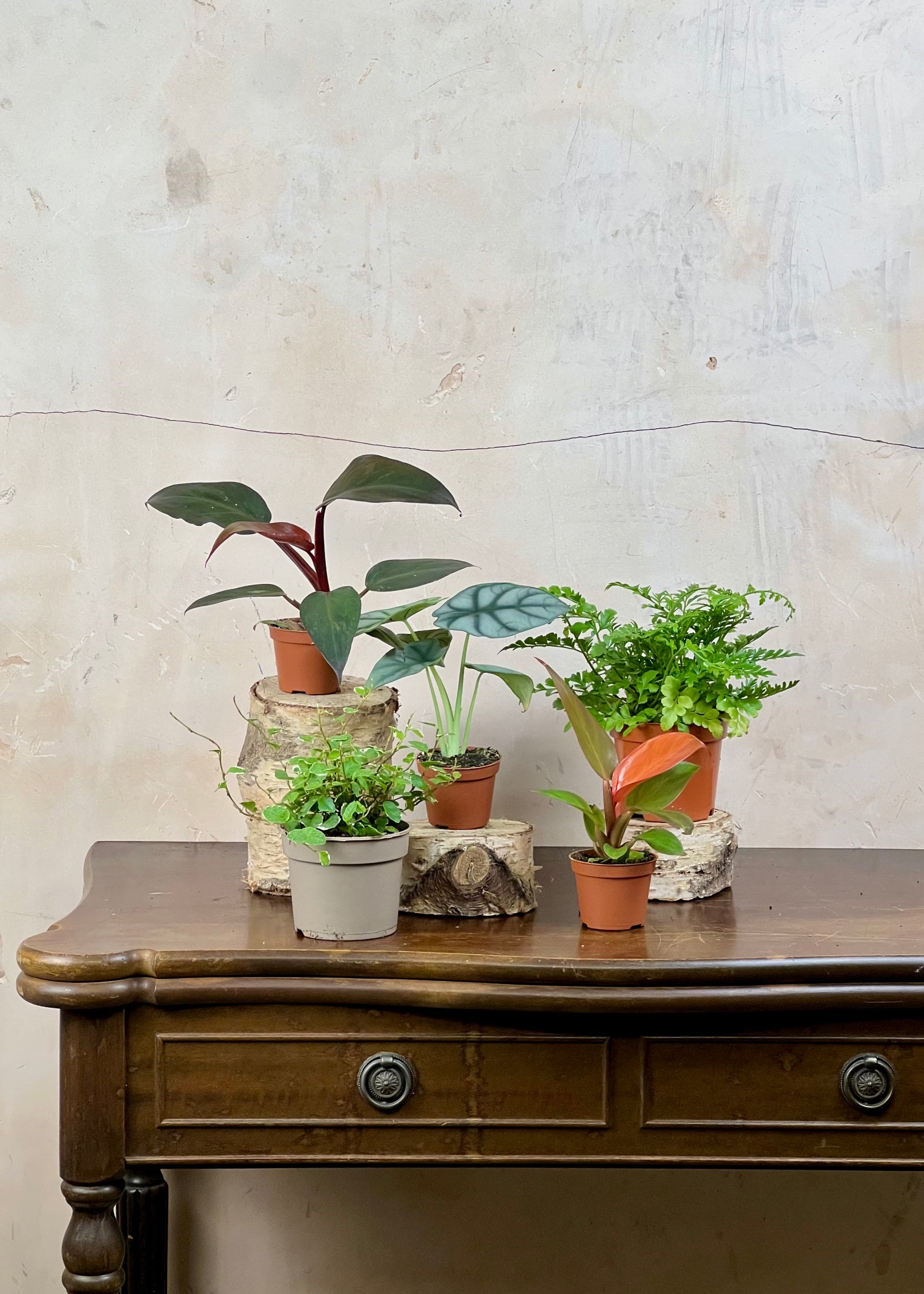 A kraft paper shopping bag with a printed 'BL' logo sits on a dark wooden table against a textured light beige wall, filled with green plants and leafy greens.